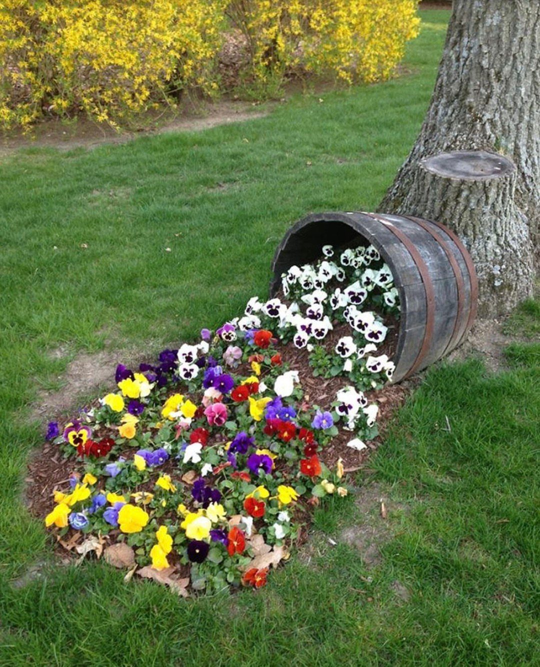 Colorful pansies spilling from a wooden barrel planter on a green lawn