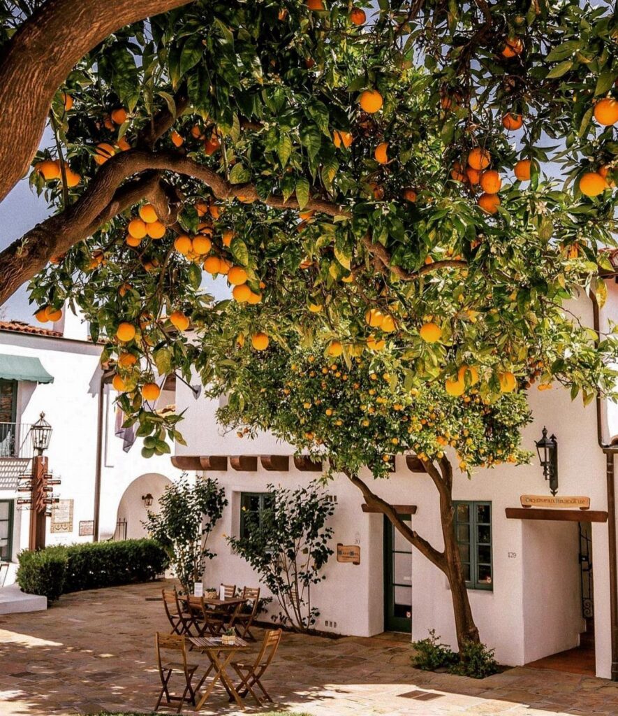 Orange tree with ripe fruit overhanging a white stucco courtyard with wooden furniture