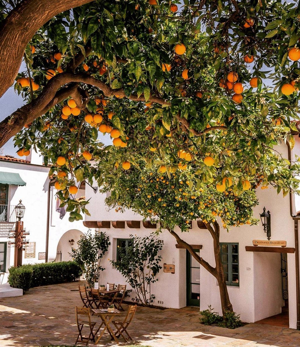 Orange tree with ripe fruit overhanging a white stucco courtyard with wooden furniture