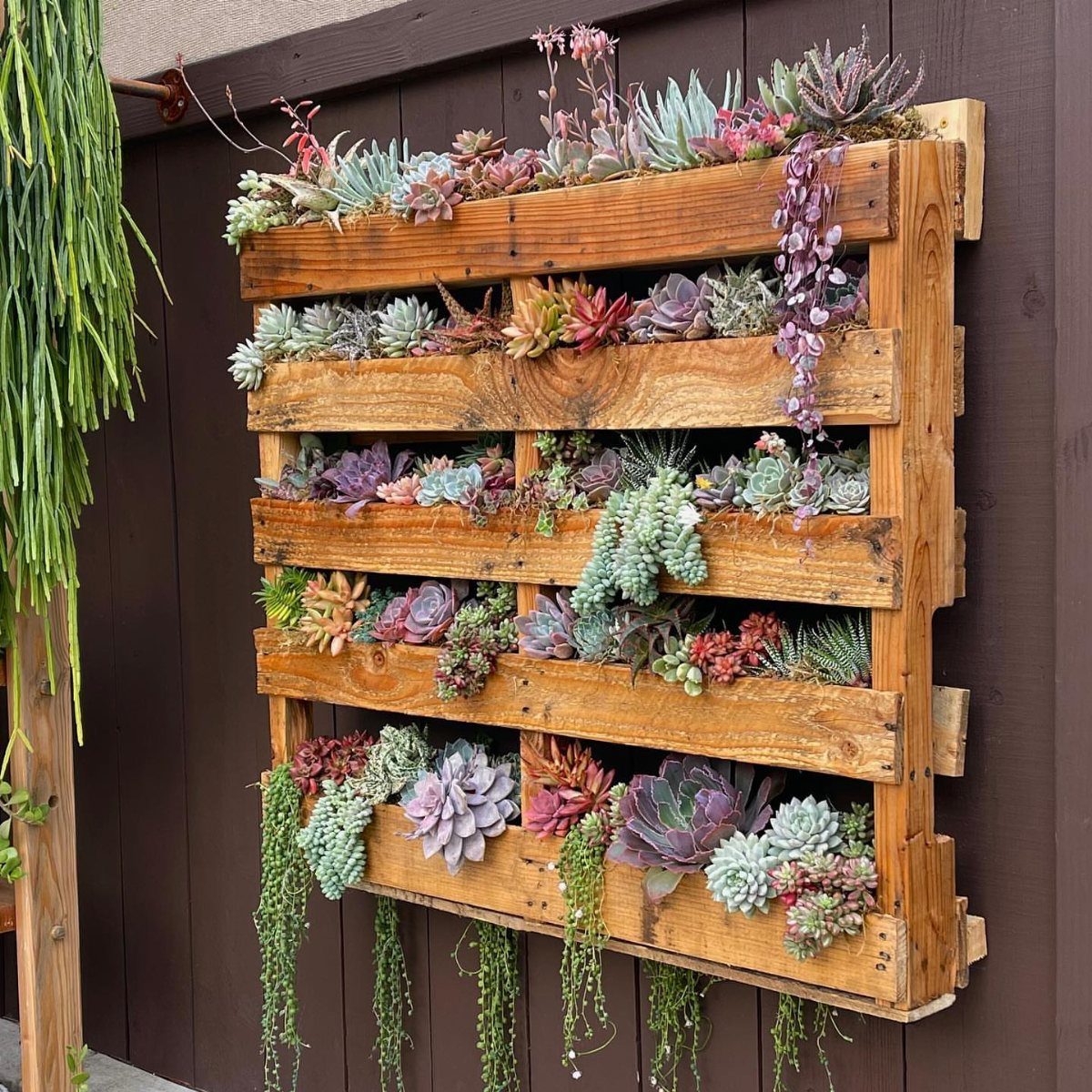 Vertical wooden pallet planter filled with colorful succulents mounted on a brown wall.
