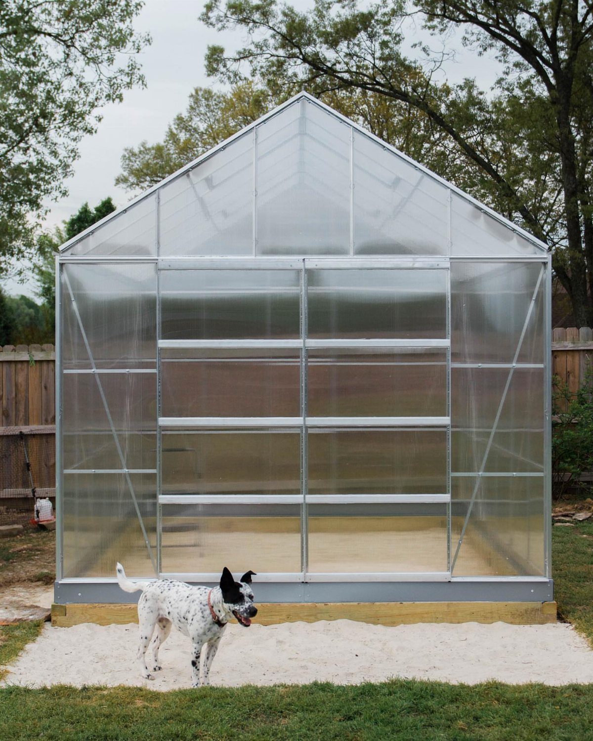 Polycarbonate gabled greenhouse with a metal frame and a white spotted dog nearby.