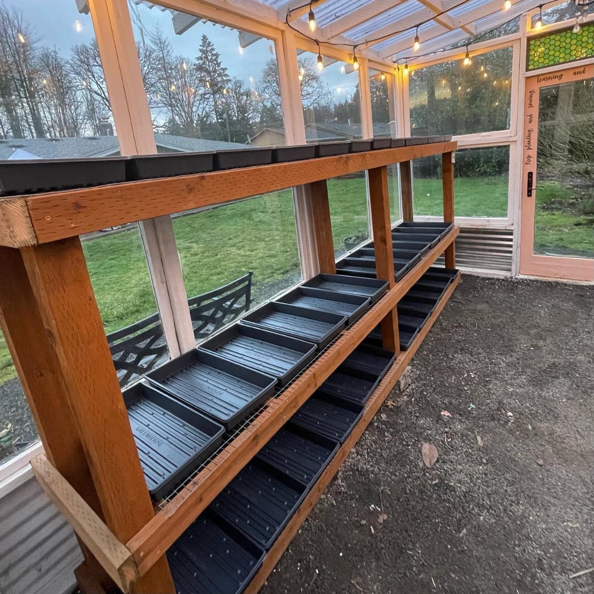 Wooden multi-tiered shelving unit holding black seed trays inside a bright glass greenhouse.