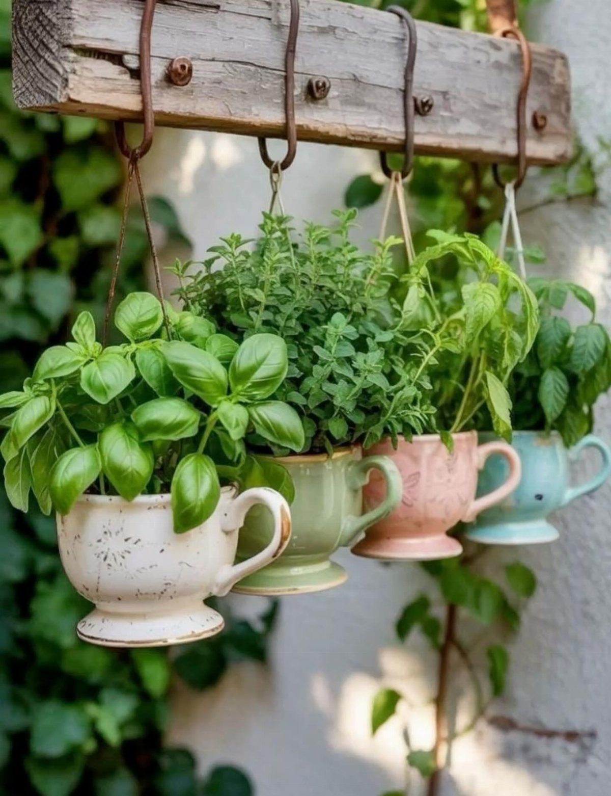 Teacup planters with green herbs hanging from a rustic wooden beam.
