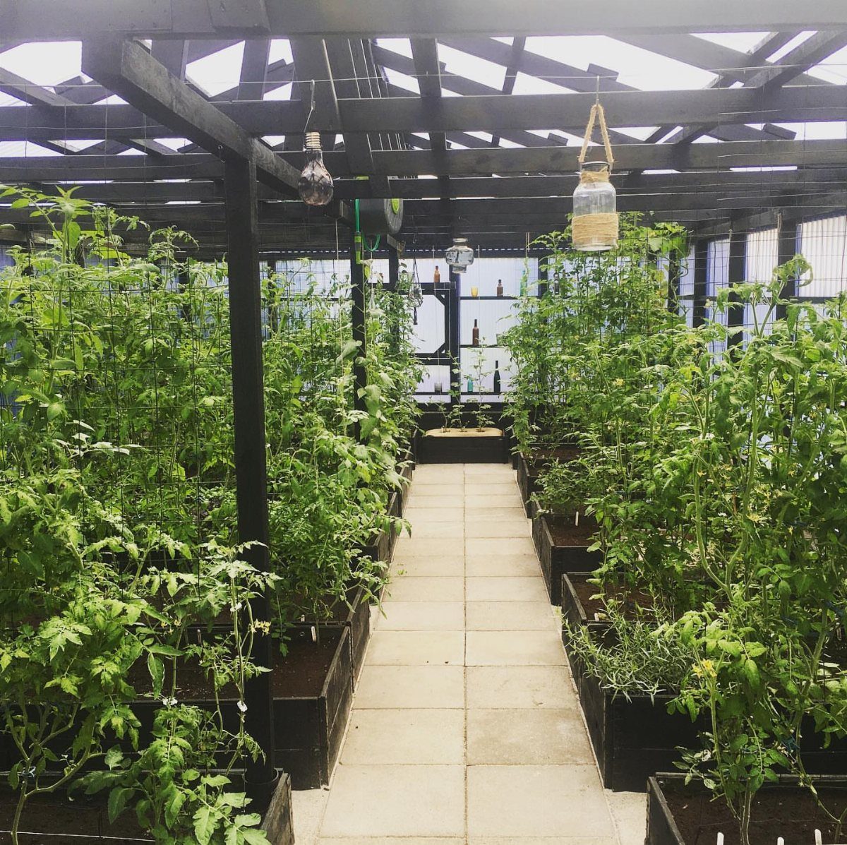 Homemade greenhouse with black wooden frame and tomato plants in black planters.