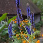 Purple bog sage flower spikes growing in a garden with orange blooms.