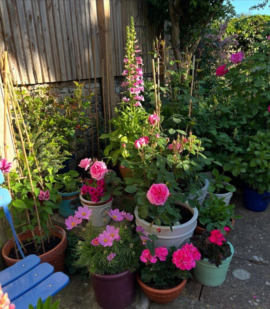 Potted plants with pink flowers arranged on a patio against a wooden fence.