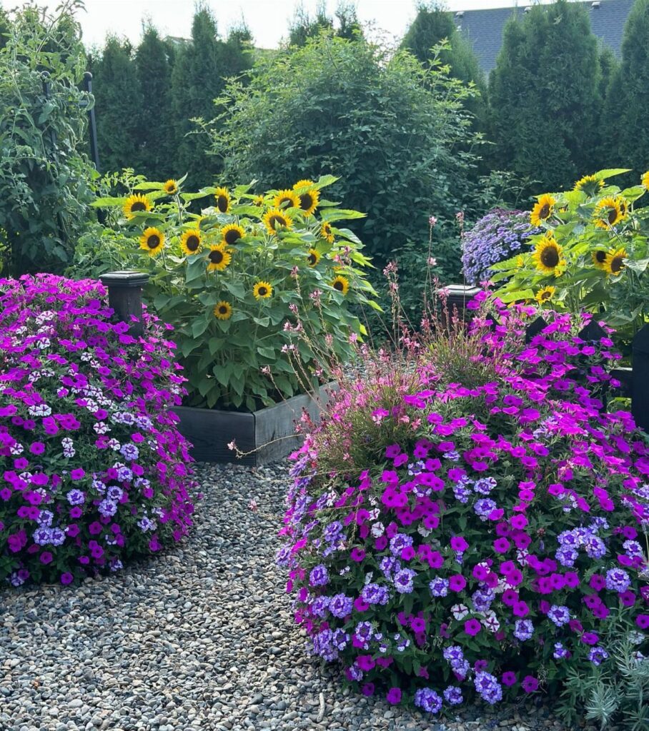 Sunflowers in a dark grey raised planter box surrounded by purple flowers and gravel.