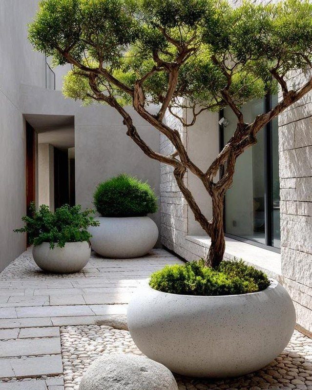 Modern small garden with sculpted trees in white spherical concrete planters and stone paving.