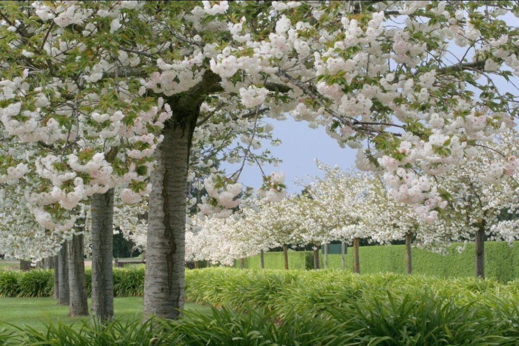 Flowering cherry trees with white blossoms lining a green lawn and garden path.