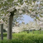 Flowering cherry trees with white blossoms lining a green lawn and garden path.