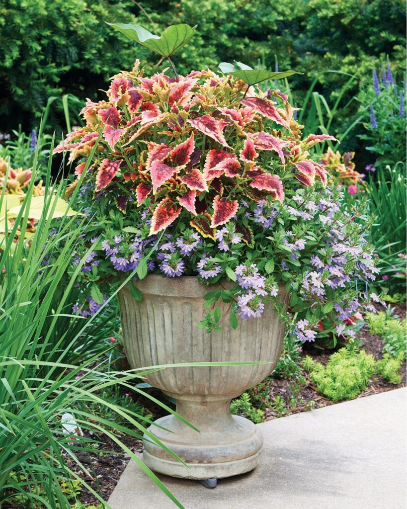Ornate stone urn planter with red coleus and purple flowers in a garden