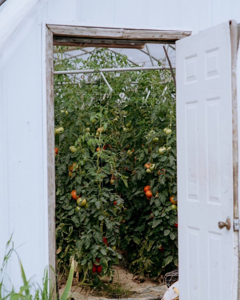 Tomato plants with red and green fruit growing inside a white greenhouse.