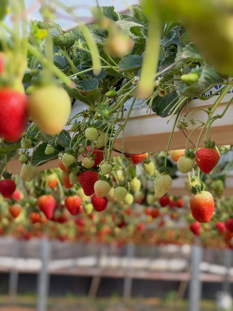 Ripe red strawberries hanging from green plants in a greenhouse cultivation system.