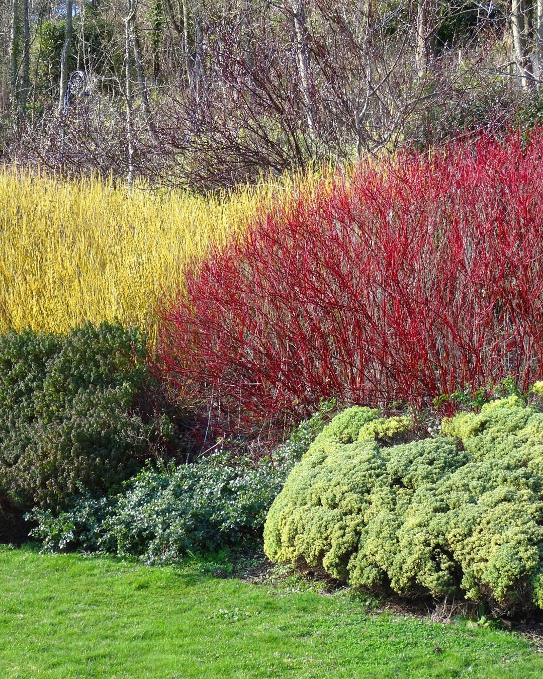 Red and yellow winter shrubs with green evergreens in a landscaped garden.